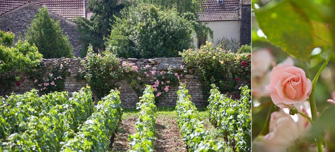 Bed and Breakfast Domaine Violot-Guillemard Pommard Exteriér fotografie